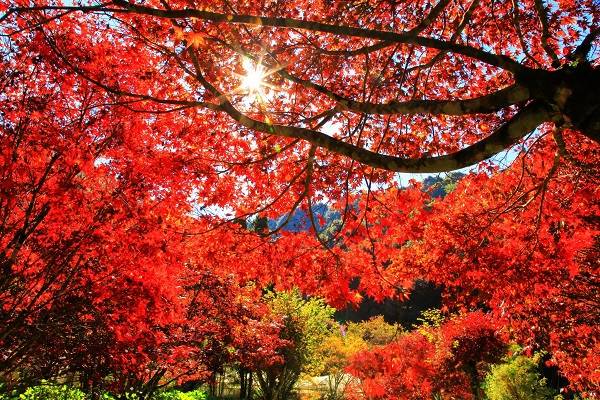 Top 5 địa điểm ngắm lá Phong tuyệt đẹp không thể bỏ lỡ tại Đài Loan