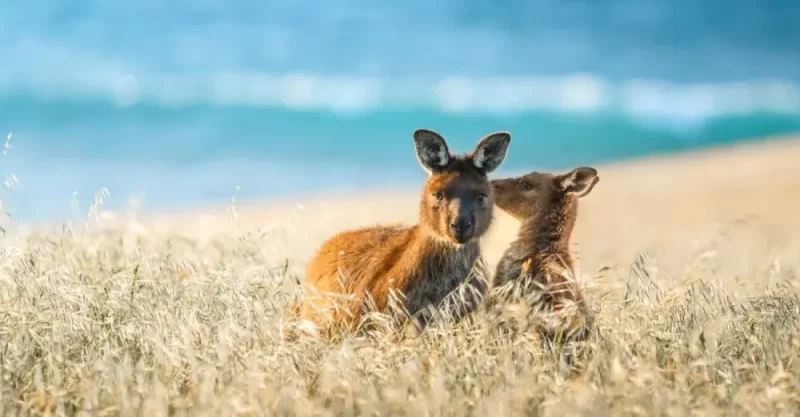 Cape Willoughby Kangaroo Island.jpg