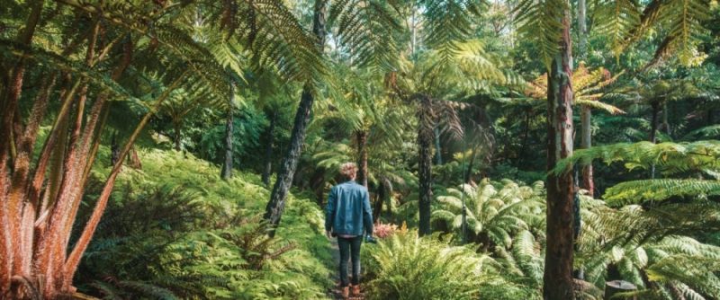 Mount Lofty Botanic Garden Adelaide Hills