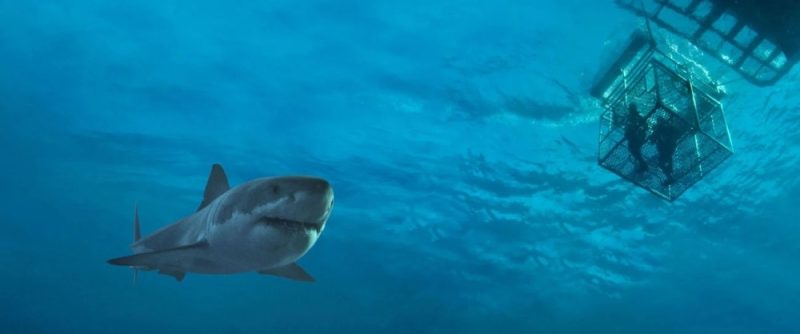 Shark Cage Diving Eyre Peninsula