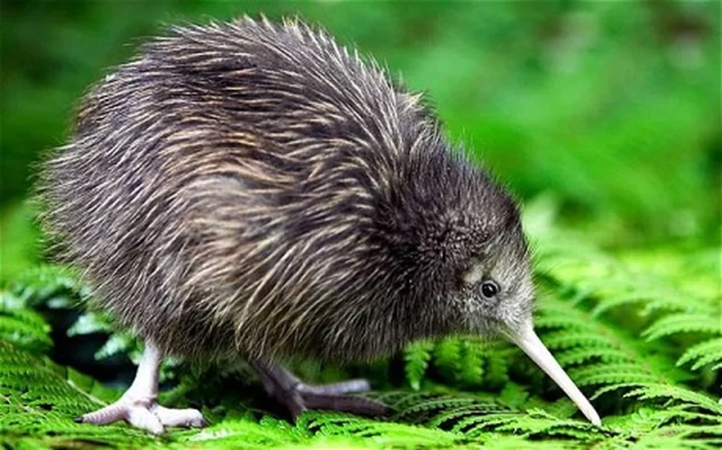 Chim Kiwi