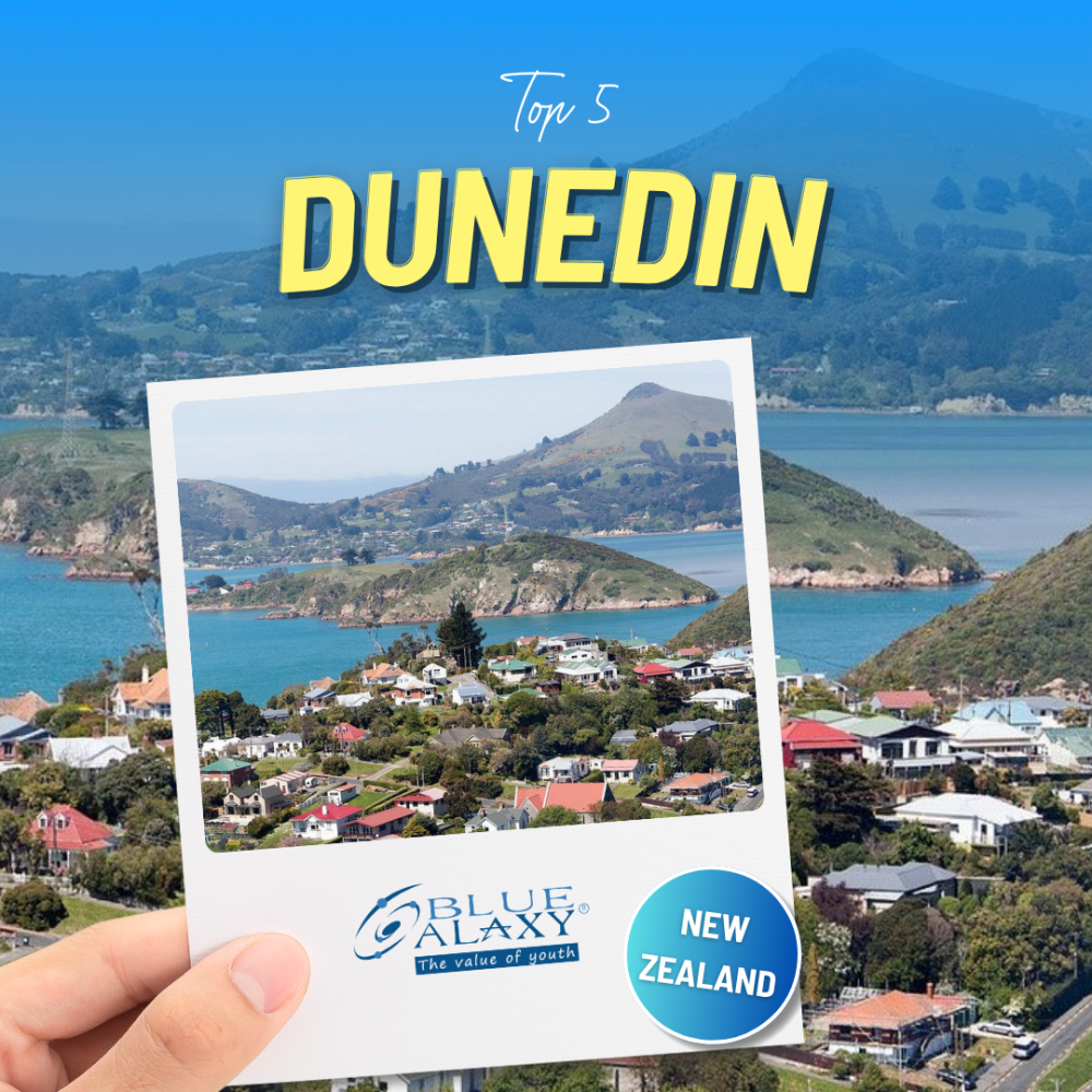 Lam Viec Ky Nghi New3zealand