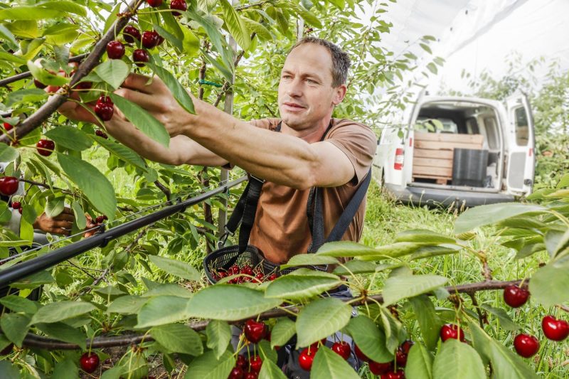 Hai Cherry Theo Working Holiday Newzealand