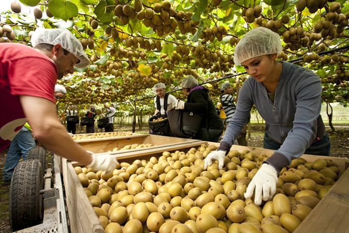 Thu Hoach Kiwi O Newzealand Theo Dien Working Holiday Newzealand