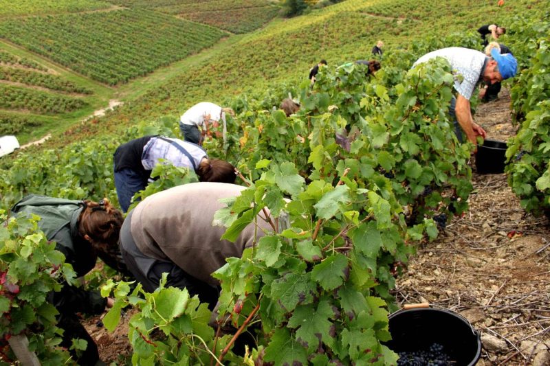 Dinh Cu Uc Dien Tay Nghe Co Phai La Xuat Khau Lao Dong