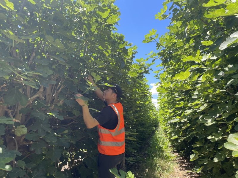 Working Holiday Newzealand 2026 Lam Cong Viec Gi
